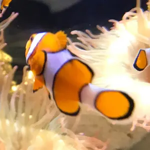 大般若長光 小竜景光 ぬいっこぬいぐるみ 刀剣乱舞 - メルカリ