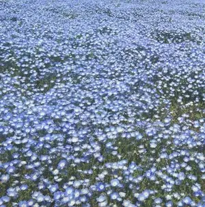 バレンタイン限定値下げ】ベルナシオン タブレット プレズィダン 限定