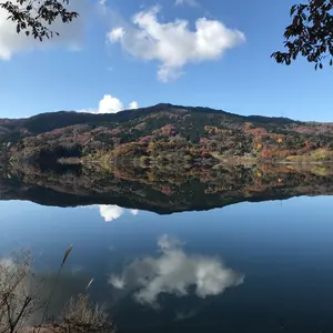 岩手県産 山葡萄樹皮 S級 - メルカリ