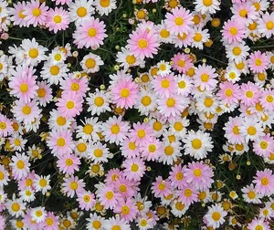 クローバー☆⁠♬