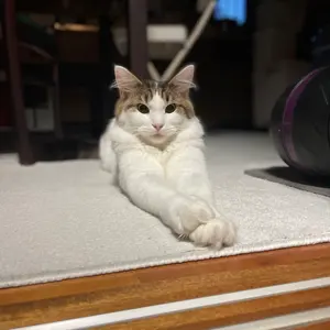 愛なんて、明日どうなるかわからない - メルカリ