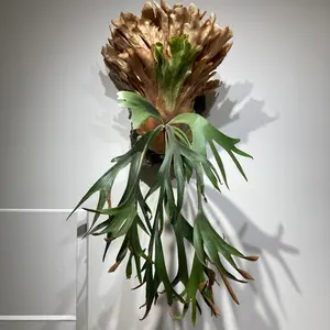 P. ′Mulford′ 子株 ムルフォード ビカクシダ 観葉植物 - メルカリ