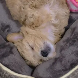 アフロディアナ 美容液 SE-1 CR-2 セット - メルカリ