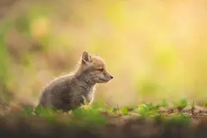 サイボミックス猫 子犬サプリメント 30カプセル - メルカリ