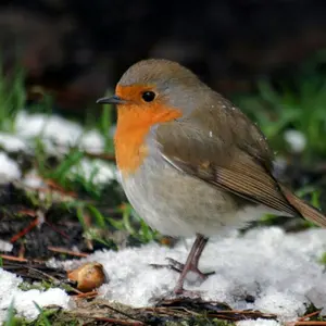 NORN9 ノルンノネット 結賀 駆 特典 缶バッジ まとめ売り - メルカリ