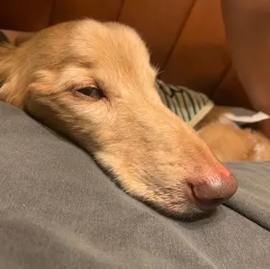 今月引き取り可能な方へ投げ売り‼️】パワーラック 懸垂バー付き