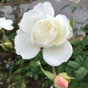 希少！大相撲錦絵 木下大門 木版画「横綱武蔵丸土俵入り」初摺 - メルカリ