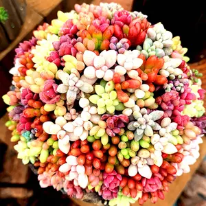 多肉植物♡プラグ苗♡ラブリーローズ♡2苗♡ランダム発送♡ 多肉植物♡プラグ苗♡ラブリーローズ♡2苗♡ランダム発送