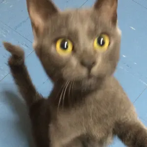 シュタイフ Gussy Cat オープンマウス - メルカリ