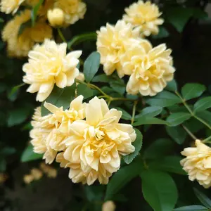 定価5万maison de soil キルティング フラワーシルク ロングコート