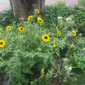 DUAL 安井謙太郎サイン入り色紙 - メルカリ