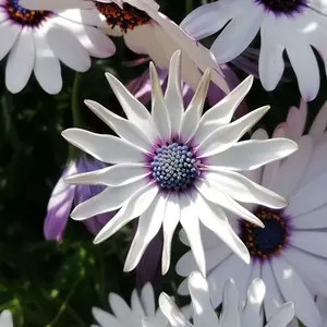 ライモライト イン クォーツ・マーメイドクォーツフランス産＊ - メルカリ