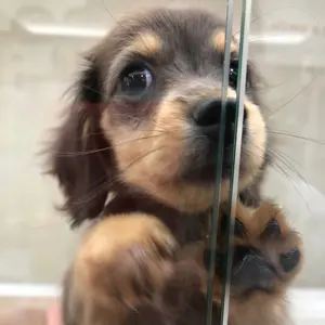 硯ちゃん@にゃんこ堂様専用❗️ ベリーダンス オリエンタルブラベルト