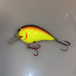 アガベパリー姫吉祥天 極上子株 検索オバティフォリア リップル