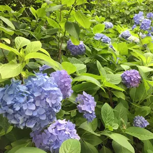 ナガシカク サンバリア ピンクベージュ - メルカリ