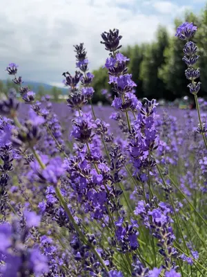 ぽかぽか(♪3/23～発送再開します♪)