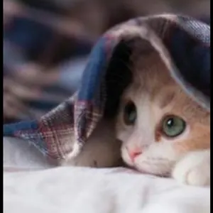 レア アズールレーン 1st anniversary 描き下ろし 缶バッジ - メルカリ