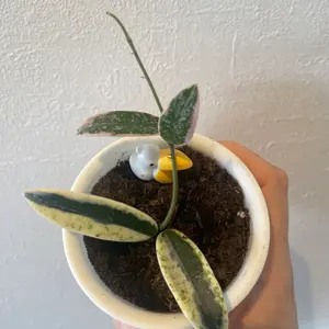 珍種　レア　ホヤ　Hoya Lyi Noid サクララン ホヤ インフラータ Hoya Inflata サクララン 桜蘭 現品 観葉植物