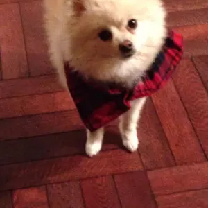 完売モデル ユナイテッドトウキョウ モッズコート キルティング サイズ