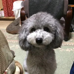 ふっくん