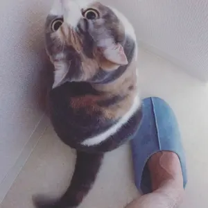 限定値引Hasselblad X2D 純正充電器 予備バッテリー L字