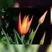 最終お値下げ　レオナール カンカン スカート 　LL　裏地付き　着用２回 最終お値下げ レオナール カンカン スカート LL 裏地付き 着用2回