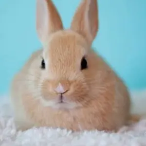 ウサギです