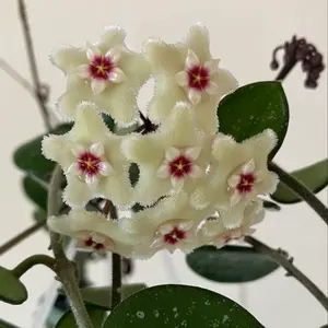 Hoya polyneura albomarginata ポリネウラ 外斑入り - メルカリ