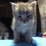 MH