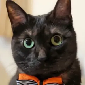 ピノ