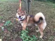 広末涼子　ガチャ　セット　レトロ　レア　コンプ　ノート　メモ帳　グッズ　アイドル 発掘‼アイドル投稿大全 増補決定版 / 古書 コモド ブックス / 古本