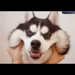 値下げ】kabriカブリウィッグ 人毛100% フルウィッグ Mサイズ - メルカリ