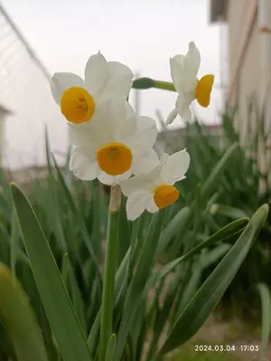 かとうゆみさん 犬モチーフ 多肉鉢 植木鉢 - メルカリ