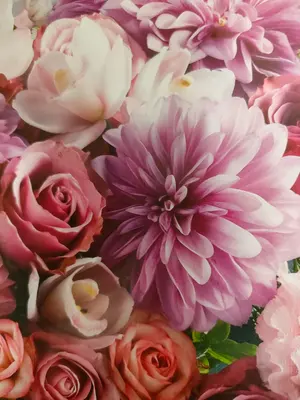 BEARDSLEY/ビアズリー リブニットコンビシャツ ドッキング F - メルカリ