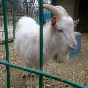 wa ボブチャウ ver1.5 ビンテージエディション 木グリ - メルカリ