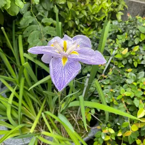 明治10年貿易銀、銀製参考品、目方27,7g、 比重10.01、pL未使用 - メルカリ