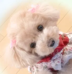 ♥︎︎Par様♥︎︎ ハンドメイド 犬服 フラワーストライプ レースワンピース ♥︎︎もっち様♥︎︎ ハンドメイド 犬服 フラワーストライプ レース