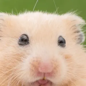 ちぃ