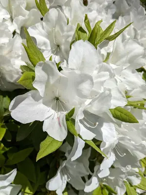 N+ 3/21-3/29発送お休みします