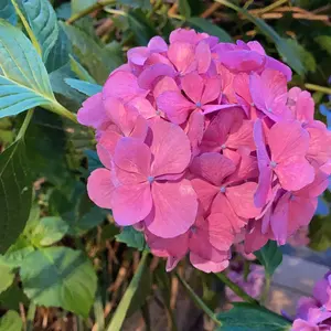 美品✨45R ウール縮絨フードコート ガウンコート オレンジ M (45rpm