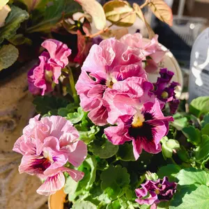 ビレロイボッホ　ストラスブールの花柄ソーシエール ビレロイボッホ ストラスブールの花柄ソーシエール - メルカリ