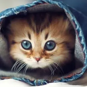 シャガール　リトグラフ　サインあり　約20号　大型作品　恋人と鶏と花束 マルク・シャガール リトグラフ『花束を持つ恋人達』 - 国内外の