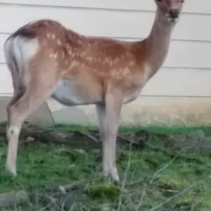 ☻かんまぼ☻　リクエスト商品　キャラクターどんぶり　他 ☻かんまぼ☻様専用 リクエスト商品 キャラクターどんぶり 他 - メルカリ