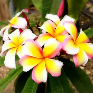 新品未使用 ルネセル　ミラクルダイヤモンドピール Amazon.co.jp: ルネセル [Rene Cell] ミラクルダイヤモンド