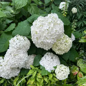 アンテプリマ ハートパール 限定色オーロラホワイト - メルカリ