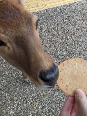 スクランブルギャザー ZZガンダム系 14枚セット - メルカリ