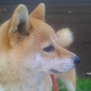 DVD MEZZO FORTE メゾフォルテ DVD-BOX 梅津泰臣 - メルカリ