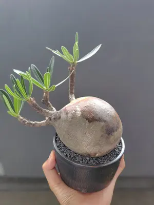 飼育セット グラスハーモニー 暖突S サーモスタット 小動物 爬虫類
