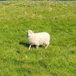 さむがりひつじ　24時間発送　値下げ⭕️
