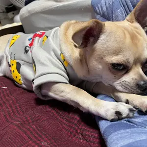 福さま専用☆三ツ星貿易小型冷蔵庫☆エクセレンス40L ML-40GB2020年製